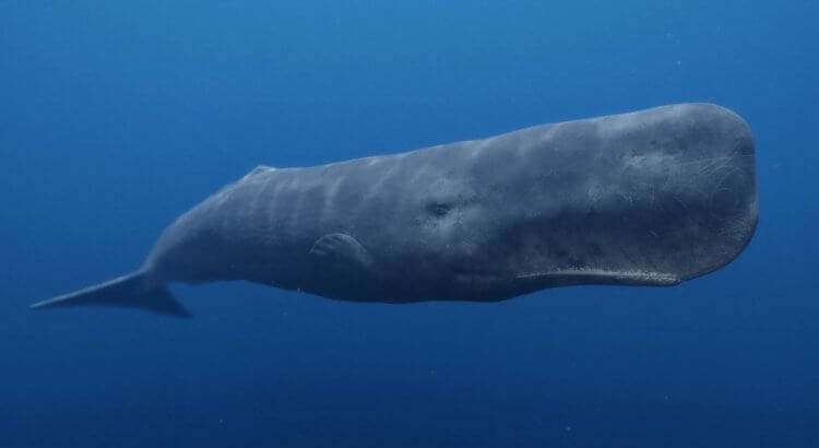 The largest brain among animals. Sperm whales themselves are one of the largest animals on Earth. Photo source: indiatimes.com. Photo.