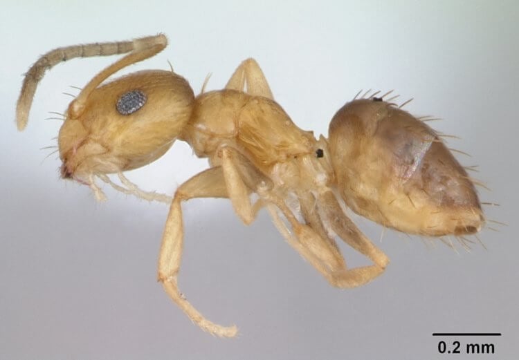 What is the size of the brain of ants. An ant from the genus Brachymyrmex. Image source: antwiki.org. Photo.