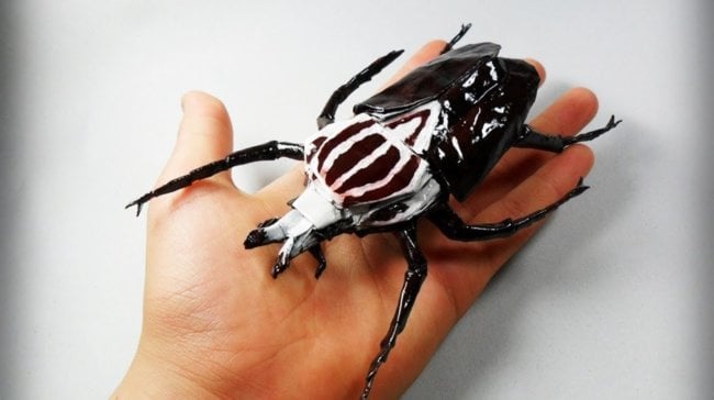 Голиафы: самые большие и сильные жуки размером с авокадо. Фото.