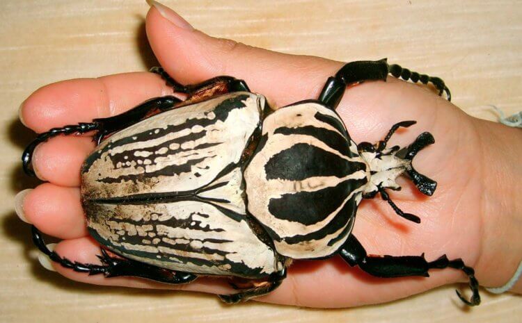 Самые большие насекомые в мире. Королевский голиаф с черно-белым рисунком на спине. Источник фотографии: animaljournal.ru. Фото.
