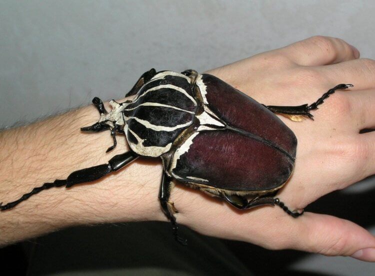 Самые большие насекомые в мире. Огромный жук вида Goliathus goliatus. Источник фотографии: beatlename.ru. Фото.