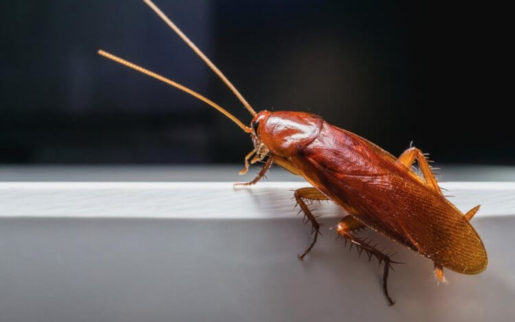 Кто такие рыжие тараканы. Наверное, в мире нет человека, которому нравится внешний вид рыжих тараканов. Источник фотографии: lenta.ru. Фото.