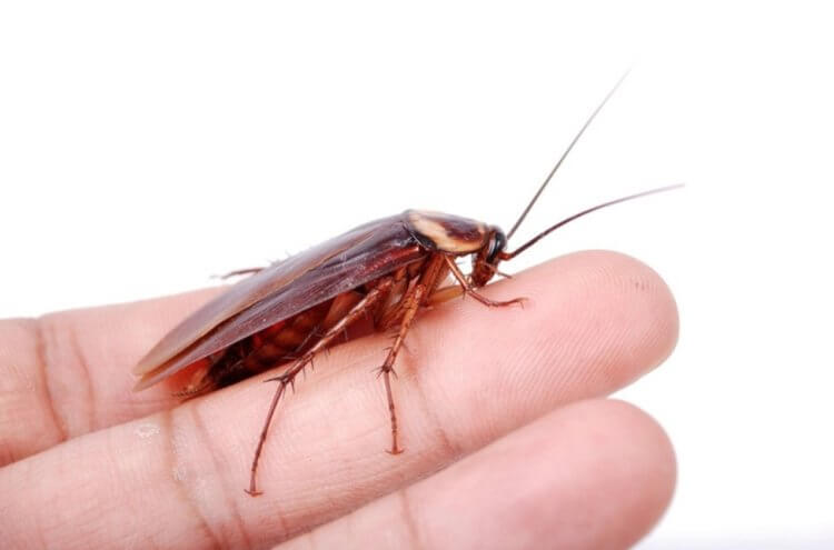 Почему рыжих тараканов называют «прусаками». Тараканы доставляют людям неудобства уже многие сотни лет. Источник изображения: pitomec.info. Фото.