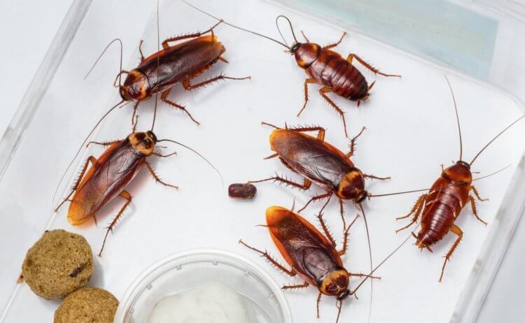 Откуда появились рыжие тараканы. Чтобы понять, откуда родом рыжие тараканы, ученым пришлось изучить гены почти 300 видов всего семейства насекомых. источник изображения: nashzelenyimir.ru. Фото.