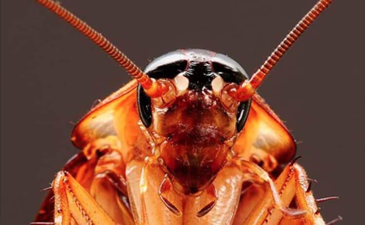 Почему в мире много тараканов. Рыжий таракан крупным планом. Источник изображения: slavicfamily.org. Фото.