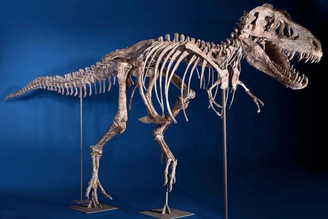 Сколько динозавров осталось открыть ученым, чтобы полностью изучить древний мир. Фото.