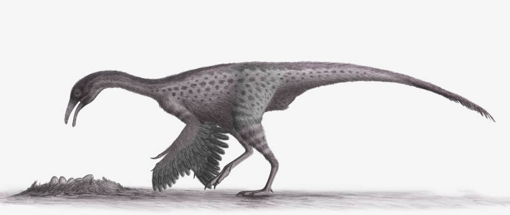 Самые быстрые динозавры в мире. Орнитомимозавры были похожи на страусов. Источник изображения: nationalgeographic.com. Фото.