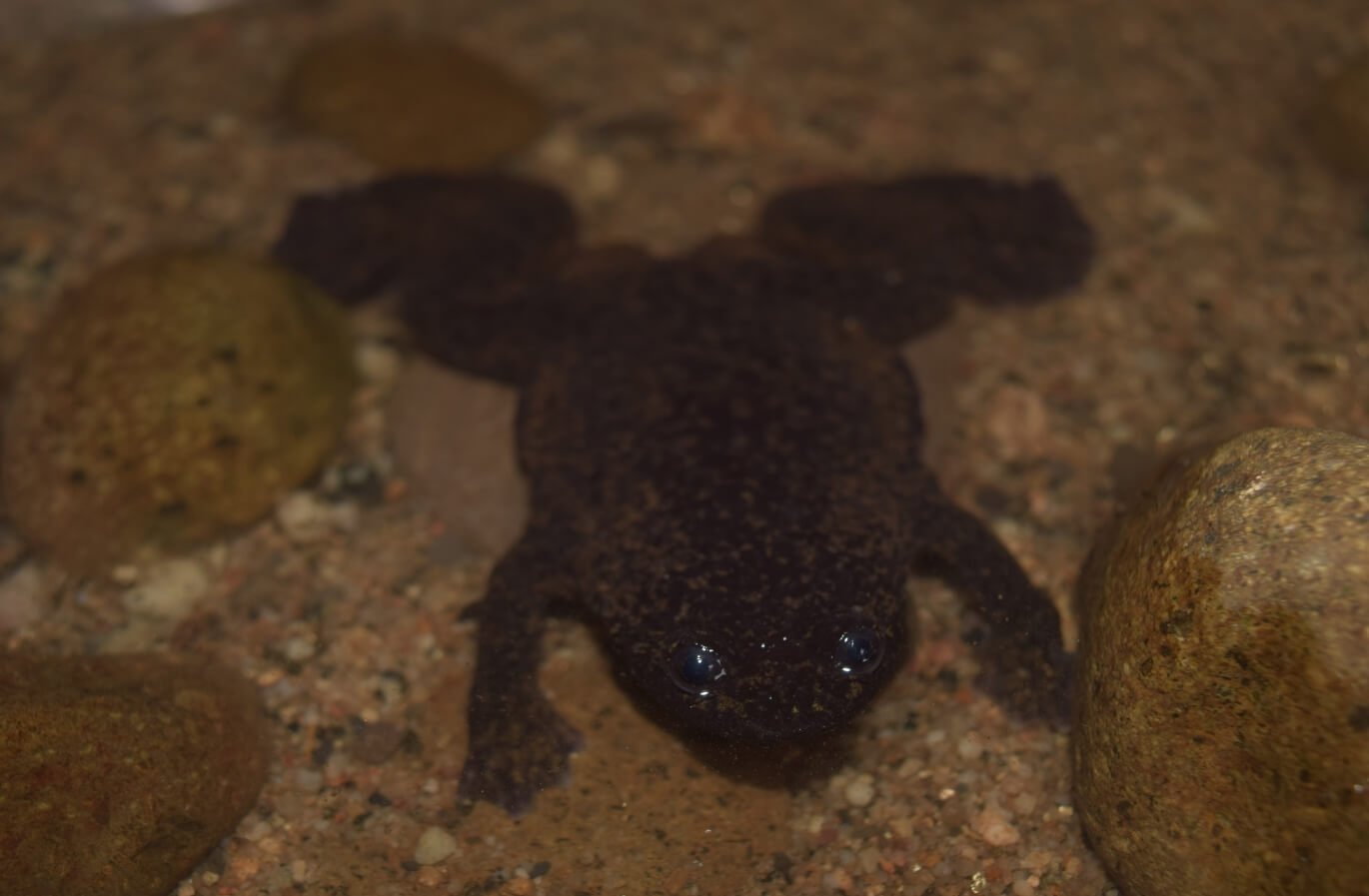 У единственной в мире лягушки без легких обнаружены органы дыхания. Калимантанская барбурула считалась лягушкой без легких, но все-таки они у нее есть. Источник фотографии: inaturalist.org. Фото.