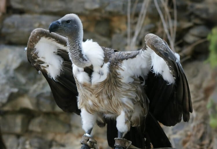 African birds feeding on carrion. African vulture. Photo by: Hans Hillewaert. Photo.