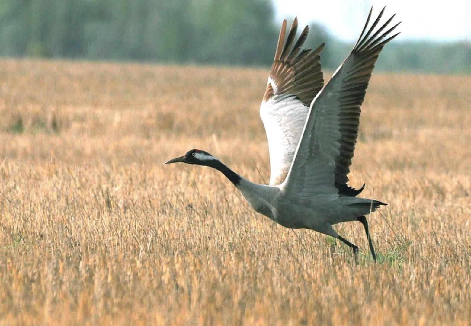 Какие птицы высоко летают. Серый журавль. Источник фотографии: mk.ru. Фото.