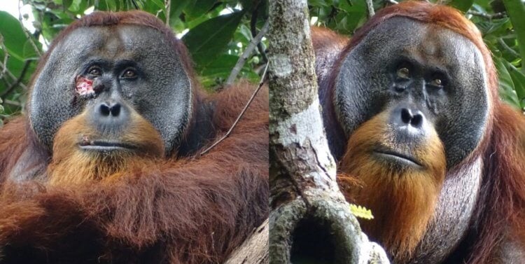 Apor har uppfunnit ett läkemedel mot sår och använder det framgångsrikt. Forskare har för första gången observerat hur en orangutang isolerade ett sår med hjälp av en växt. Fotokälla: Science Alert. Foto.