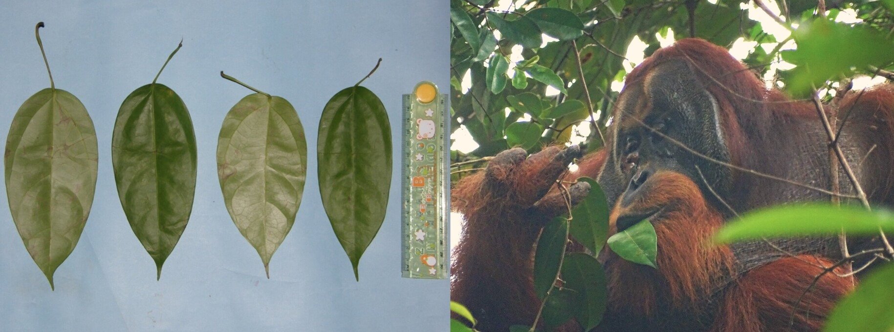 Лекарственное растение от ран. Листья лианы Fibraurea tinctoria и орангутан Ракус. Источник изображения: phys.org. Фото.