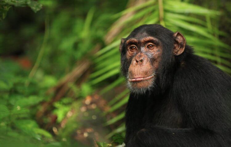Mental development of monkeys. Chimpanzees are very similar to humans even at the genetic level. Photo source: eurekalert.org. Photo.