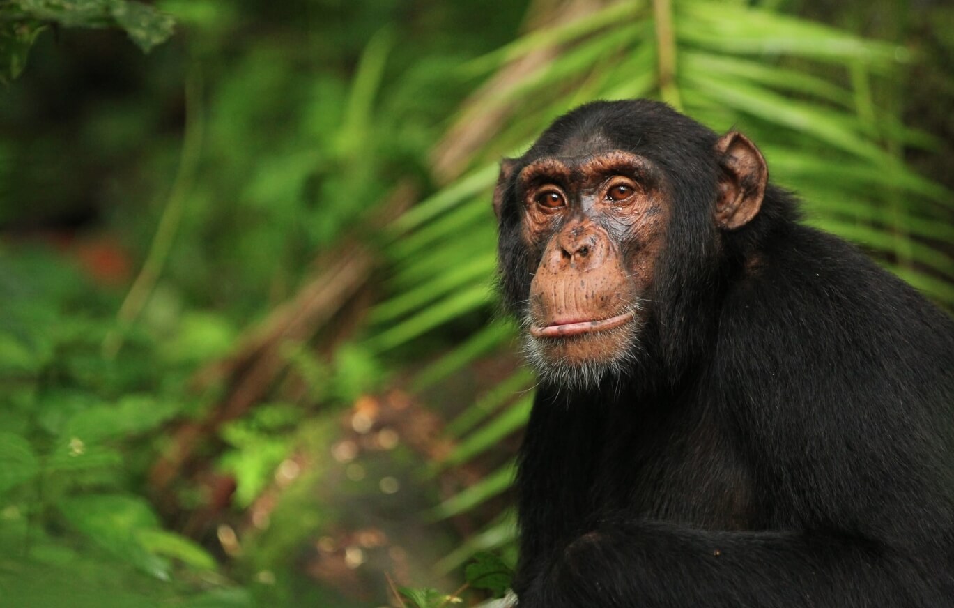 Умственное развитие обезьян. Шимпанзе очень похожи на людей даже на генетическом уровне. Источник фотографии: eurekalert.org. Фото.