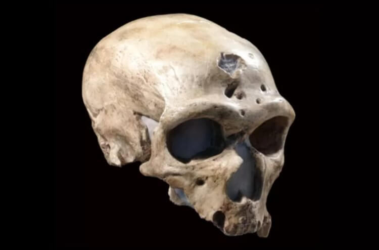 Как выглядели неандертальцы. Череп неандертальца. Источник изображения: humanorigins.si.edu. Фото.