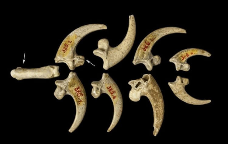 Украшения неандертальцев. По мнению ученых, это — комплект украшений неандертальцев. Источник изображения: iflscience.com. Фото.