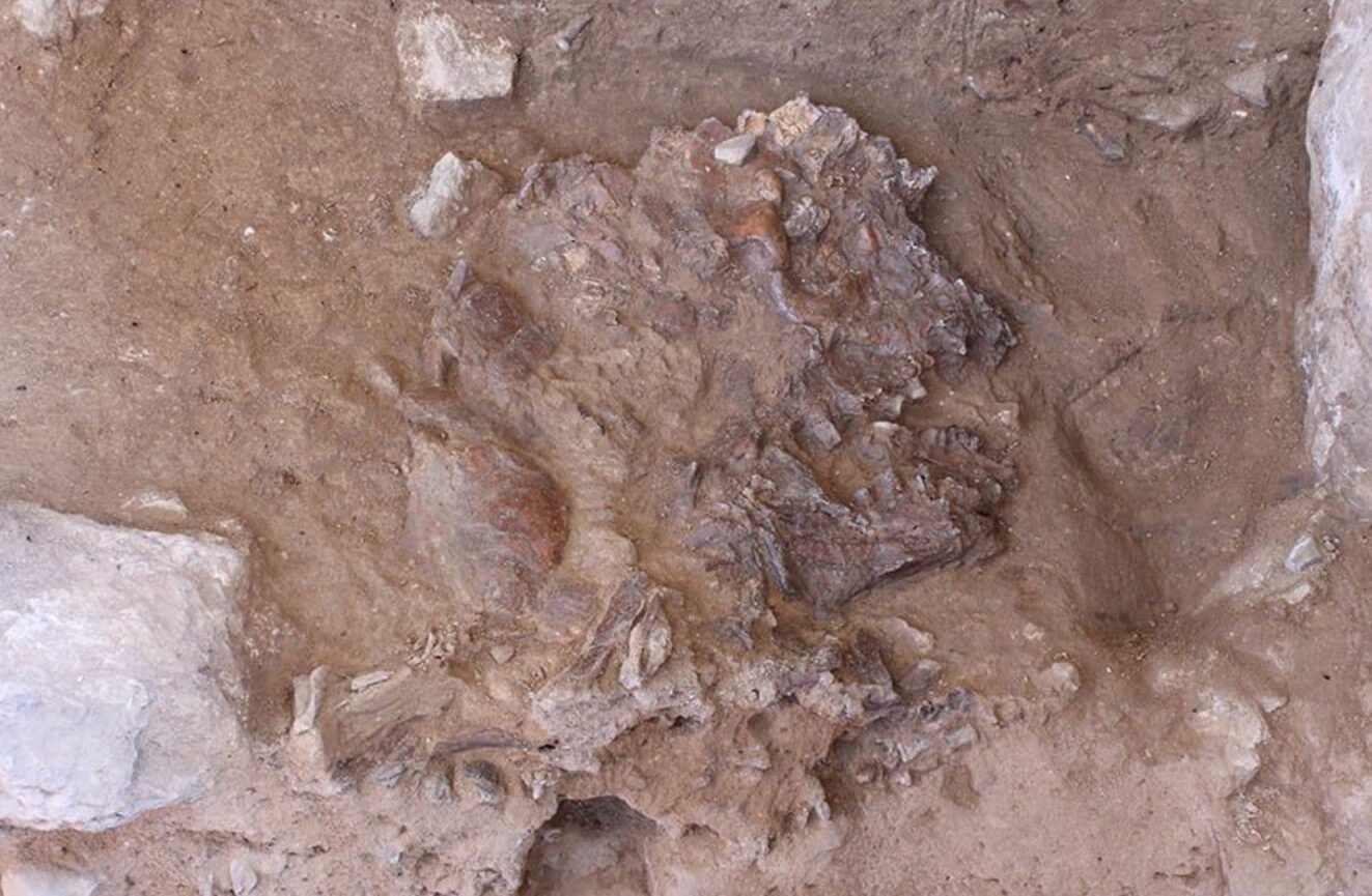 Как ученые изучают тела древних людей. Сплющенный череп неандерталки. Источник фотографии: University of Cambridge. Фото.