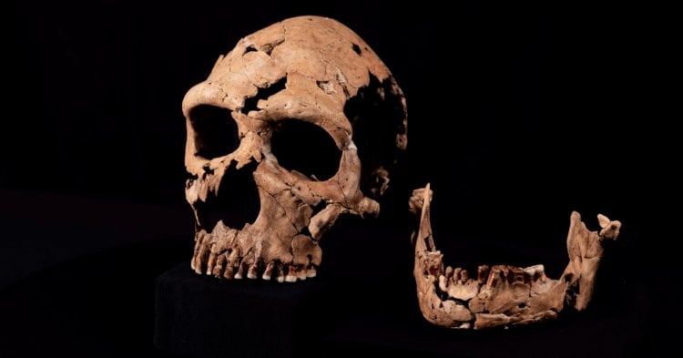 Forskere har genskabt ansigtet af en neandertaler kvinde, der levede for 75.000 år siden. Det restaurerede neandertaler kranium, hvorfra udseendet blev rekonstrueret. Billedkilde: University of Cambridge. Foto.