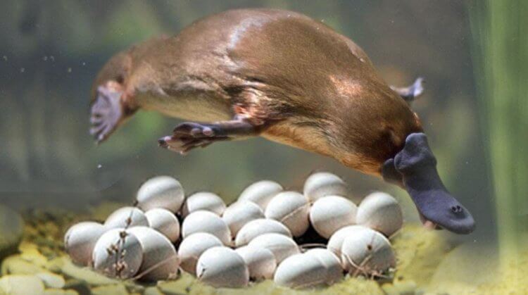 Утконосы откладывают яйца. Самка утконоса с яйцами. Источник фотографии: greenbelarus.info. Фото.