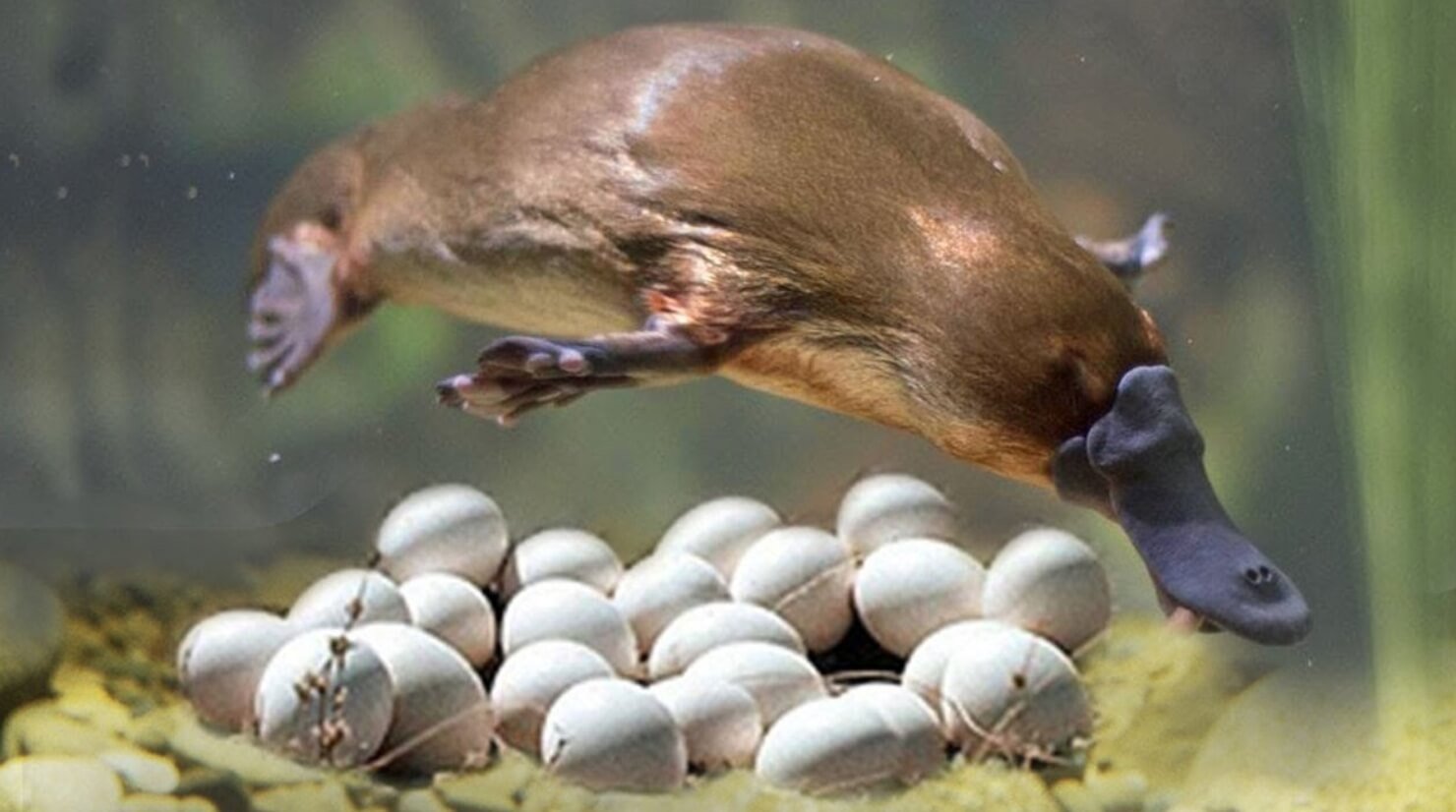 Утконосы откладывают яйца. Самка утконоса с яйцами. Источник фотографии: greenbelarus.info. Фото.