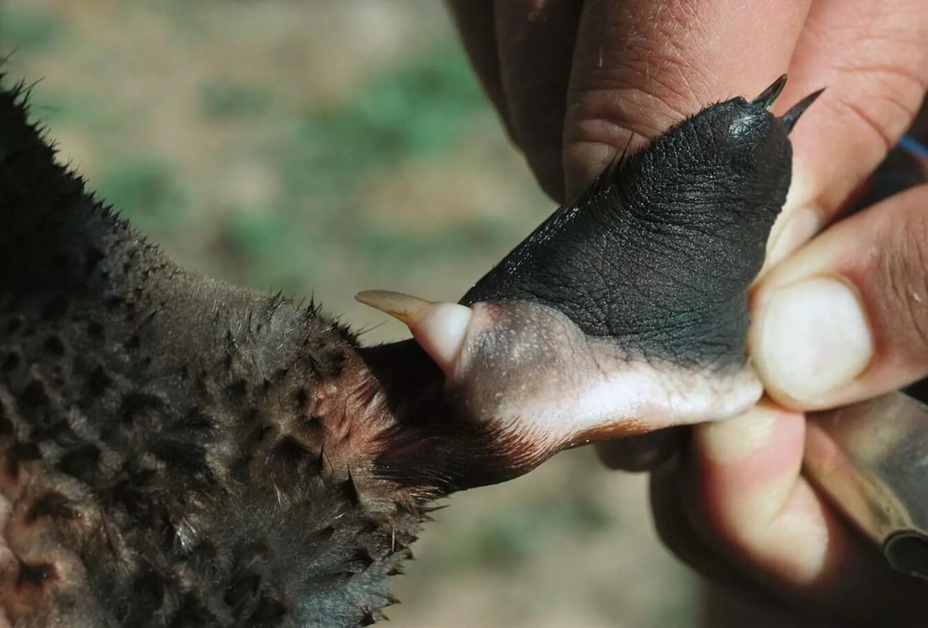 Насколько опасен яд утконоса. Ядовитые шипы утконоса. Источник фотографии: izmmu.ru. Фото.