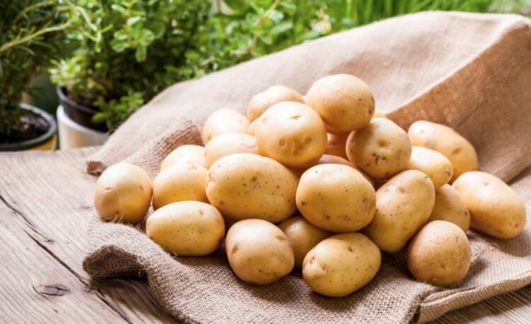 Старый картофель выделяет в воздух ядовитый газ: правда или миф. Плоды картофеля могут стать ядовитыми — некоторые люди даже считают, что этот яд попадает в воздух. Источник изображения: mk-mari.ru. Фото.