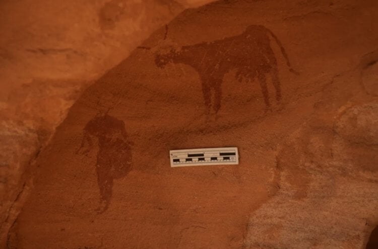 Cave art in the Sahara Desert. Rock art of man and cattle in the Sahara. Image source: IFL Science. Photo.