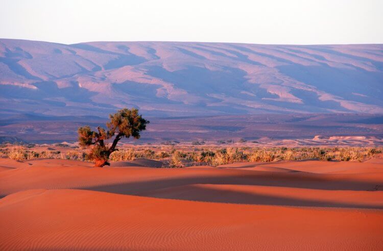 Как изменится Земля в будущем. Пустыня Сахара не пригодна для спокойной жизни. Источник фотографии: rtraveler.ru. Фото.