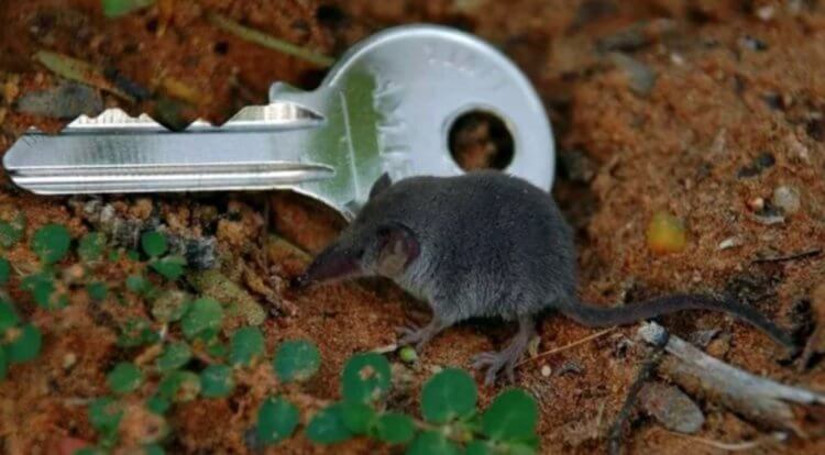 The smallest mammal on Earth was smaller than a coin and became extinct long ago. The photo shows the smallest mammal that is smaller than a key. Image source: fishki.net. Photo.