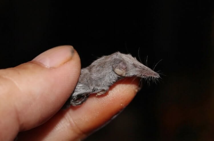 世界で最も小さな動物。 古代のトガリネズミ Batodonoides vanhouteni は現生種よりも小さかった。 画像ソース: mammalscyprus.blogspot.com 写真。
