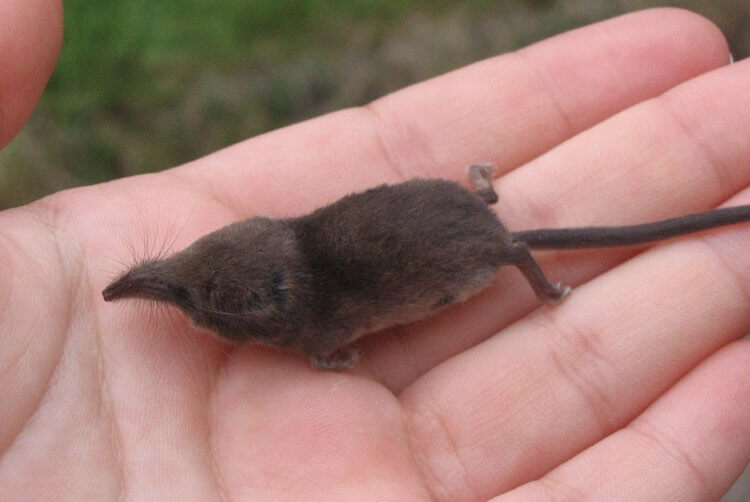 Who are the dwarf shrews? The dwarf shrew vaguely resembles a mole. Photo source: goodnewsanimal.ru. Photo.