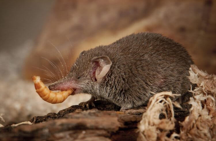 What do small animals eat. The pygmy shrew eats an insect larva. Photo source: Tierfotoagentur/Alamy via Legion Media. Photo.
