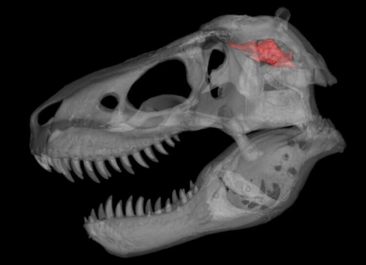 Hvorfor dinosaurer ikke var særlig smarte. I en tidligere undersøgelse vurderede forskere forkert størrelsen af ​​en dinosaurs hjerne. Foto.