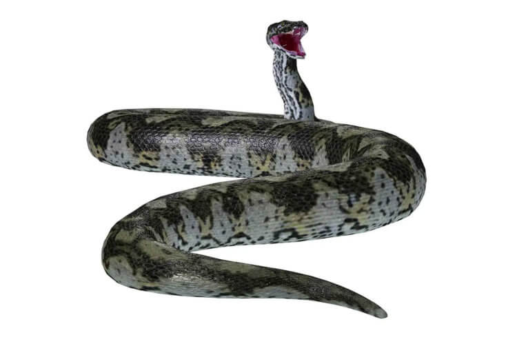 Какими были древние змеи. Примерный внешний вид гигантской змеи древнего мира. Источник изображения: nature.com. Фото.