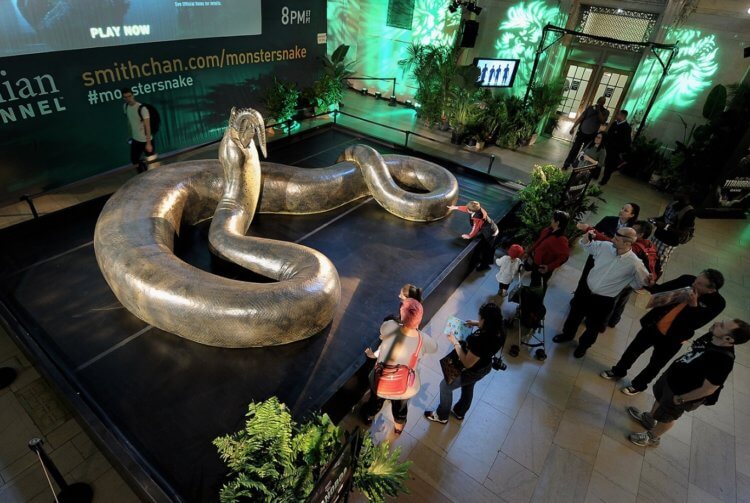 地球历史上最大的蛇。 史前蛇泰坦巨蟒与人类的大小比较。 图片来源：my-pet.store。 照片。