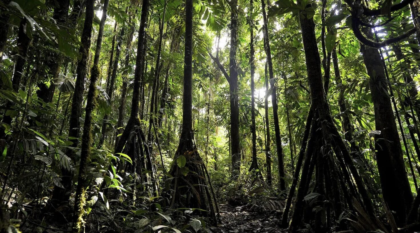 Ходячие деревья в Эквадоре. Лес с ходячими пальмами. Источник фотографии: fishki.net. Фото.