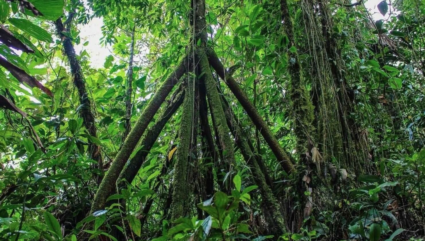 Тайна ходячих деревьев в тропиках. Ходячие пальмы пытаются выжить в болотистой местности. Источник фотографии: ecuadorforestofclouds.org. Фото.