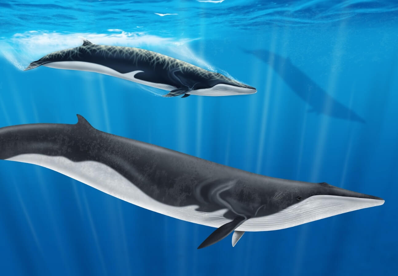 Самые крупные животные в мире после синих китов. Финвалы похожи на синих китов, за исключением нескольких отличий. Источник фотографии: chudo-prirody.com. Фото.