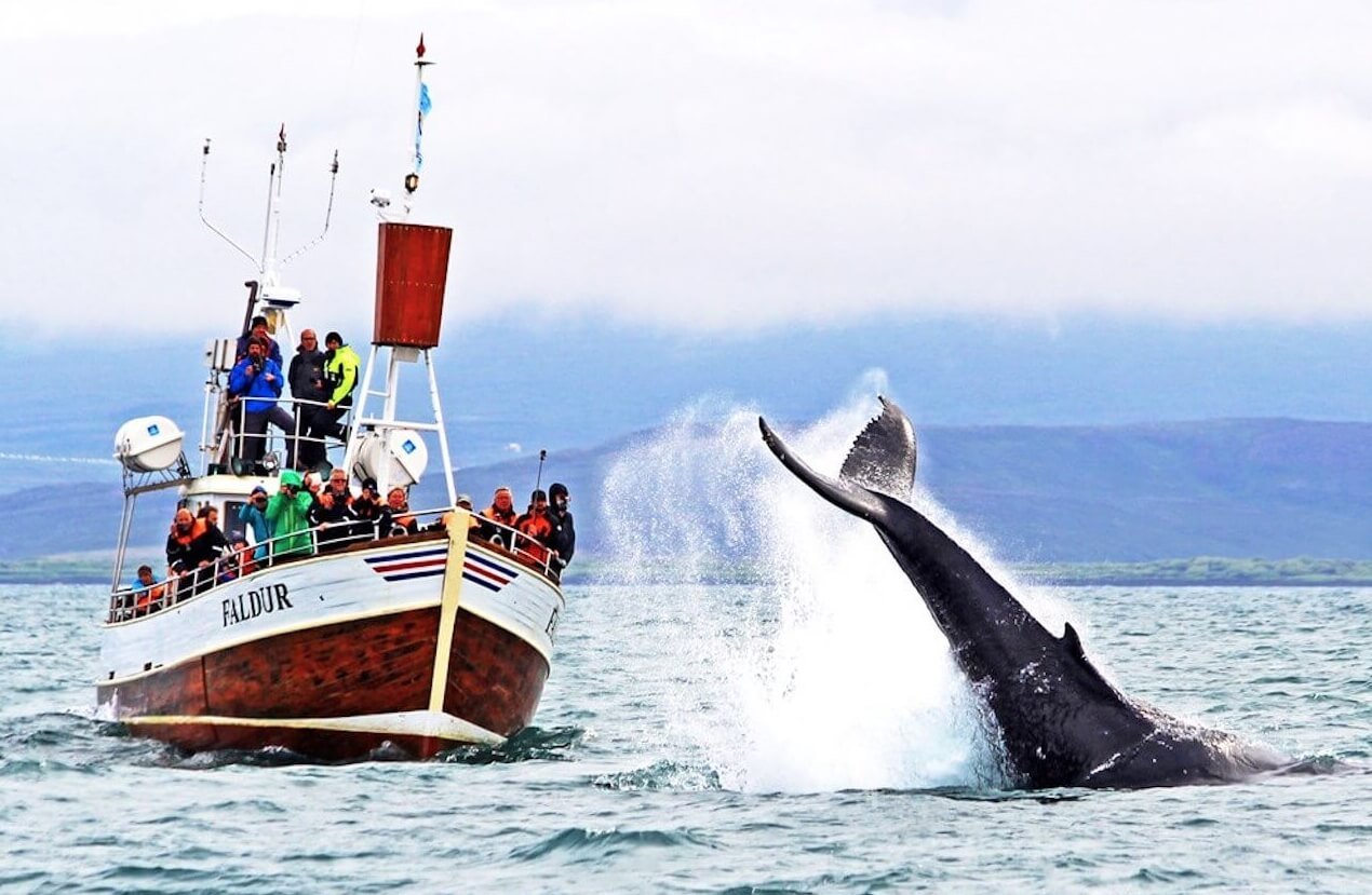 Почему на китов нельзя охотиться. Охота на китов запрещена во многих странах для сохранения их популяции. Источник изображения: guidetoiceland.is. Фото.