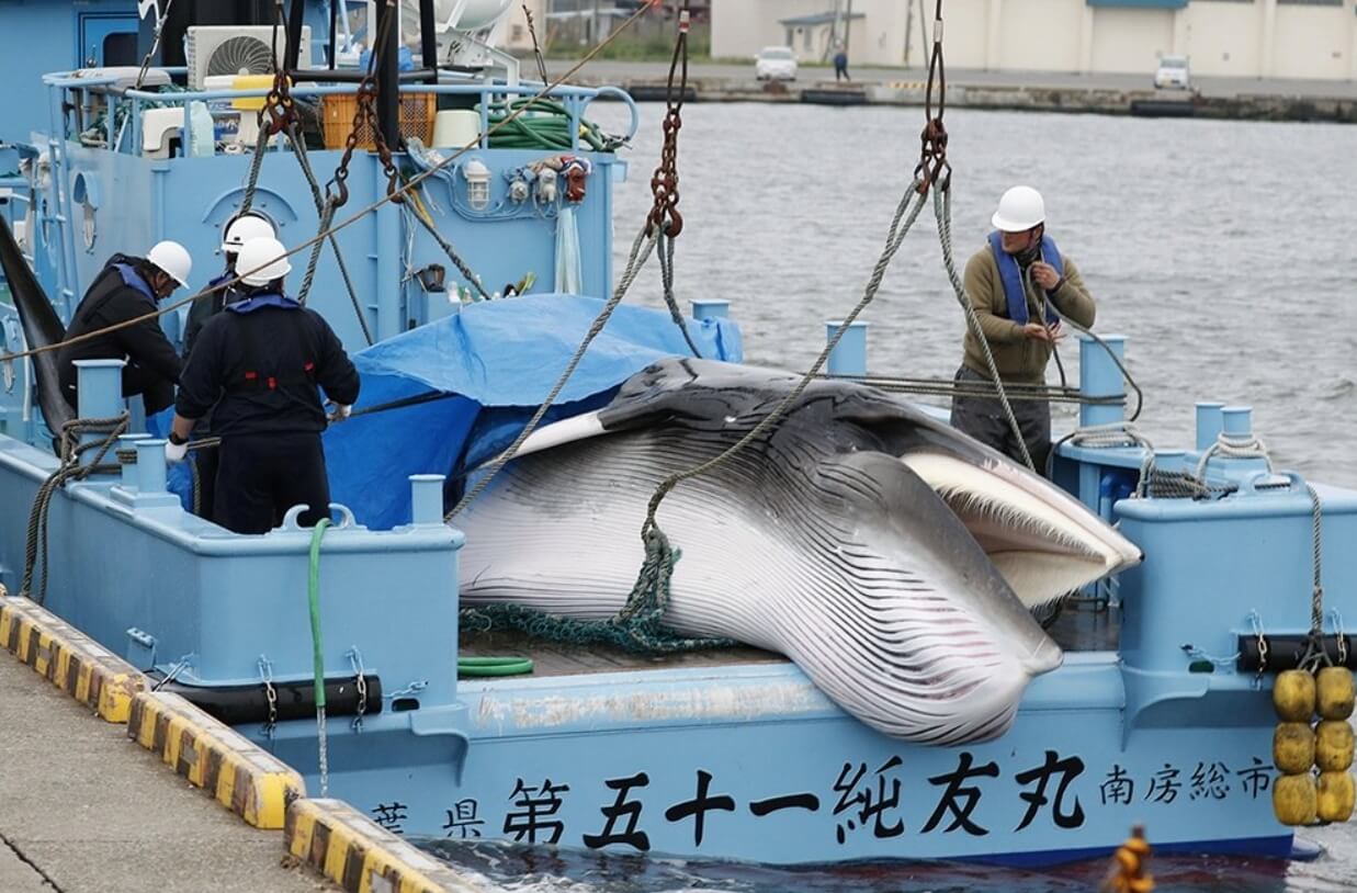Какие страны охотятся на китов. Китобойная промышленность в Японии. Источник изображения: rg.ru. Фото.
