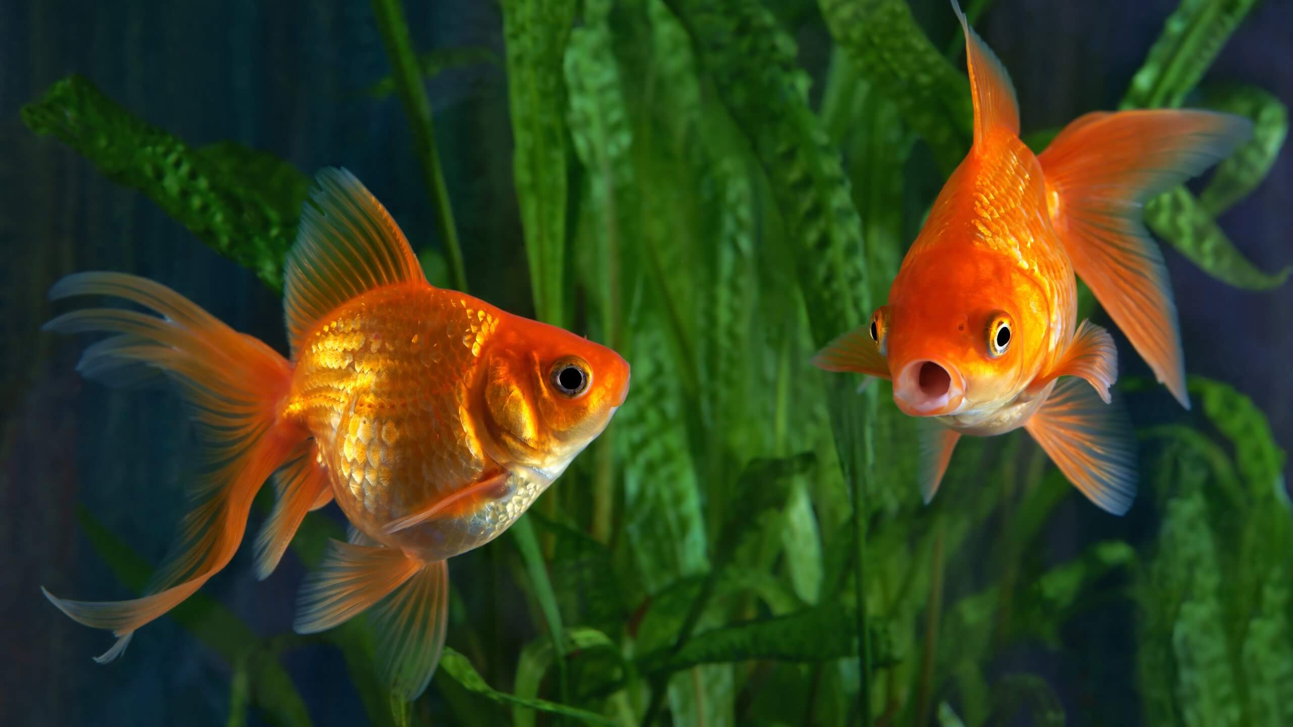 Как рыбы плавают в условиях невесомости. Золотые рыбки не могли полностью адаптироваться к космосу в течение 12 дней. Источник фото www.biosalon.ru. Фото.