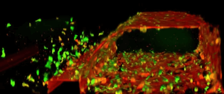 Почему яд кобры убивает человека. 3D-реконструкция кровеносного сосуда на чипе. Источник фото: livescience.com. Фото.