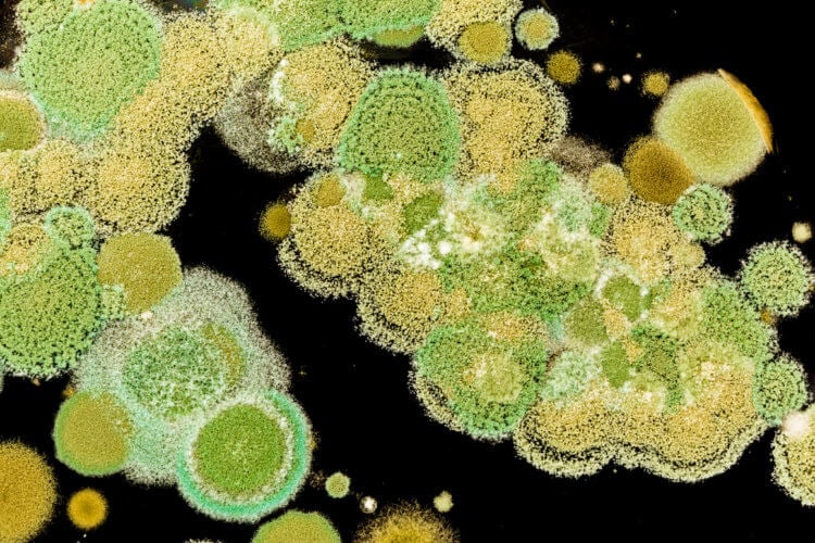 Изменения в экосистемах. Патогенные грибы могут стать сильнее по мере потепления климата. Изображение: cff2.earth.com. Фото.