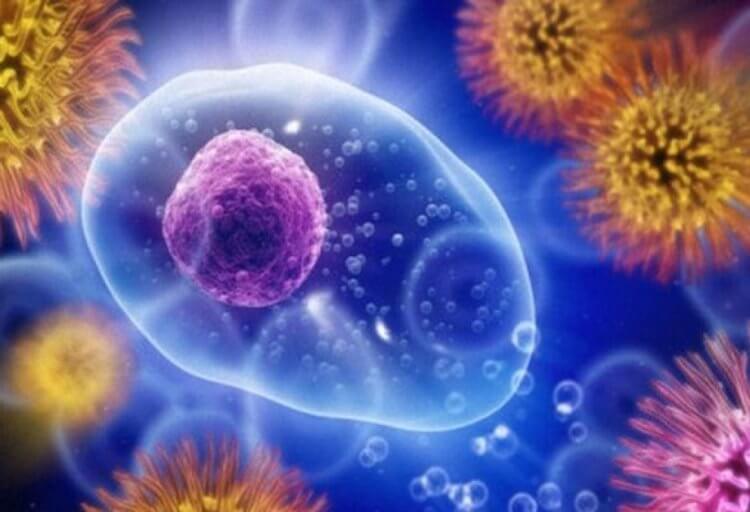 Как действует препарат от псориаза. Иммуноциты — клетки иммунитета, которые при псориазе начинают атаковать клетки кожи. Источник изображения: profhobby.ru. Фото.
