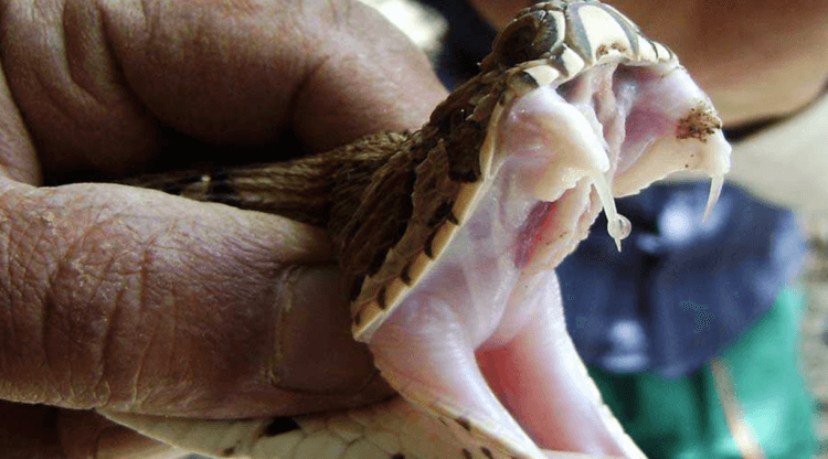 Почему противоядие против яда кобры не всегда эффективно. Действие яда многих змей науке до конца неизвестно. Источник фото:natworld.info. Фото.