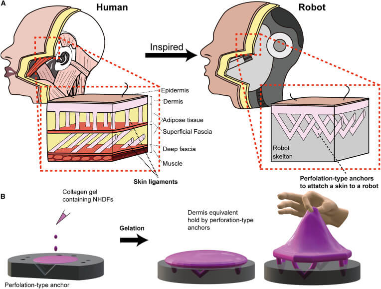 Искусственная кожа для роботов. Ученые разработали способ как надежно закрепить кожу на металлическом каркасе. Источник фото: www.cell.com. Фото.