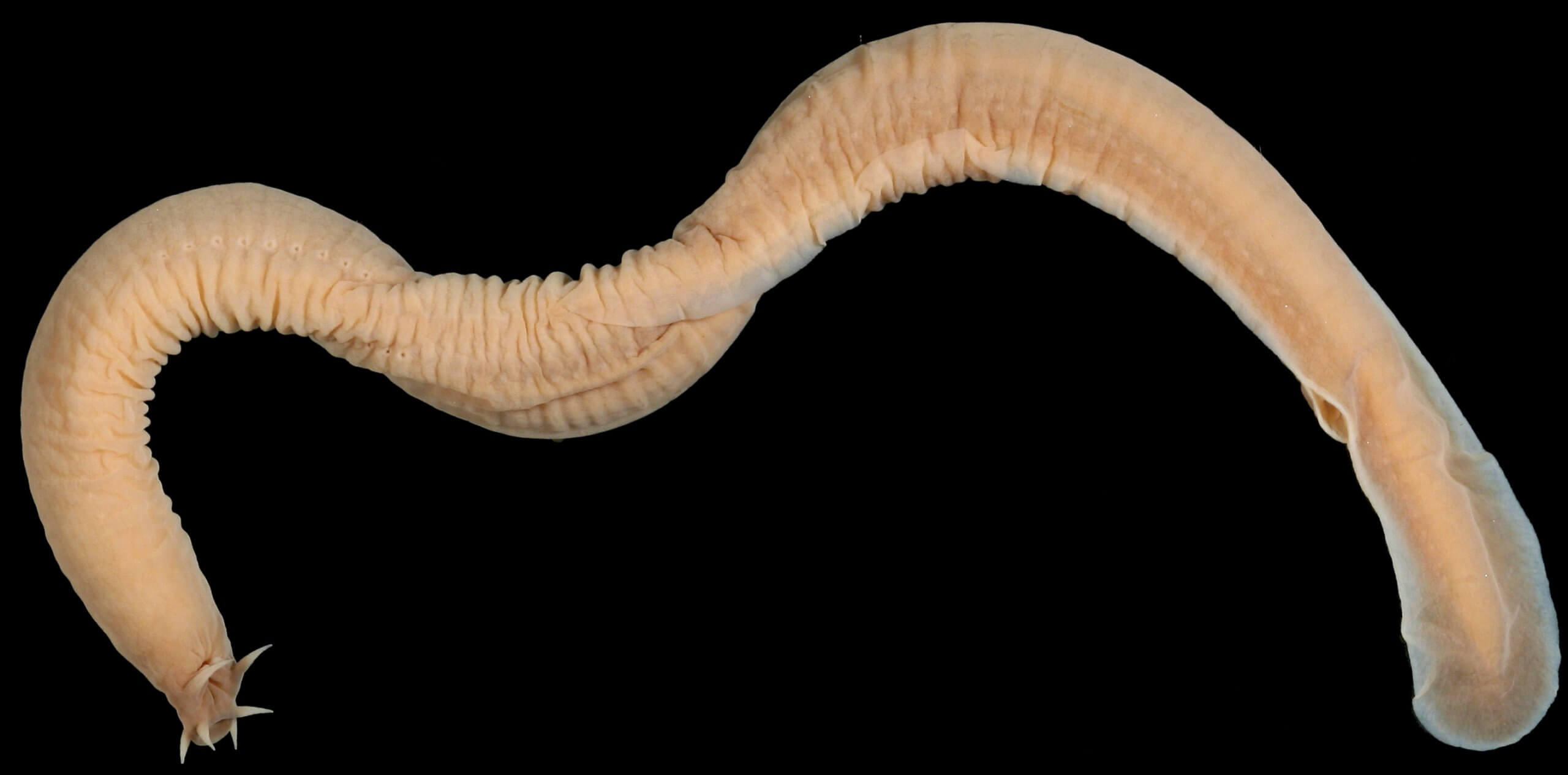 Тихоокеанская миксина — необычное морское существо. Миксина больше напоминает червя, чем рыбу. Источник фото: fishbiosystem.ru. Фото.