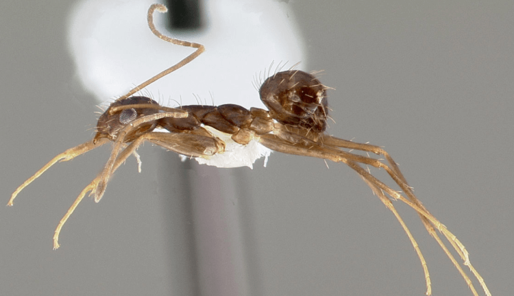 Необычный муравей цвета синий металлик. Размер муравьев Paraparatrechina не превышает 1-2 миллиметра. Источник фото: wikimedia.org. Фото.