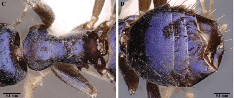 Почему новый вид муравья синего цвета. Ученые пока не знают с чем связан такой окрас. Источник фото: zookeys.pensoft.net. Фото.