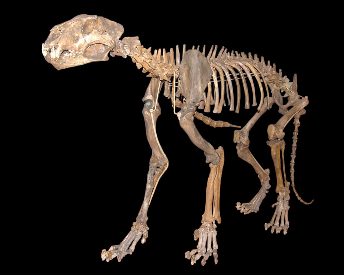Какие еще животные жили в Якутии 44 000 лет назад? Скелет пещерного льва Panthera spelaea. Изображение: upload.wikimedia.org. Фото.